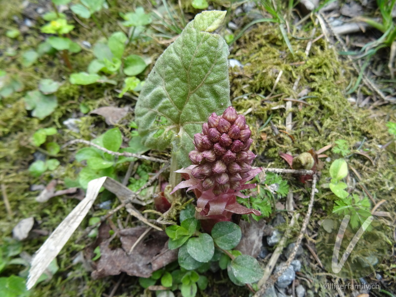 Rote Pestwurz: Übersicht
